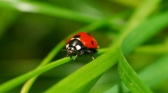 Ladybug